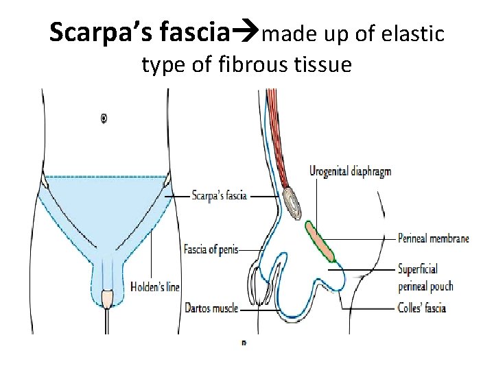 Scarpa’s fascia made up of elastic type of fibrous tissue  Scarpa’s fascia made up of elastic type of fibrous tissue