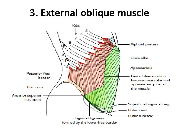 3. External oblique muscle  3. External oblique muscle