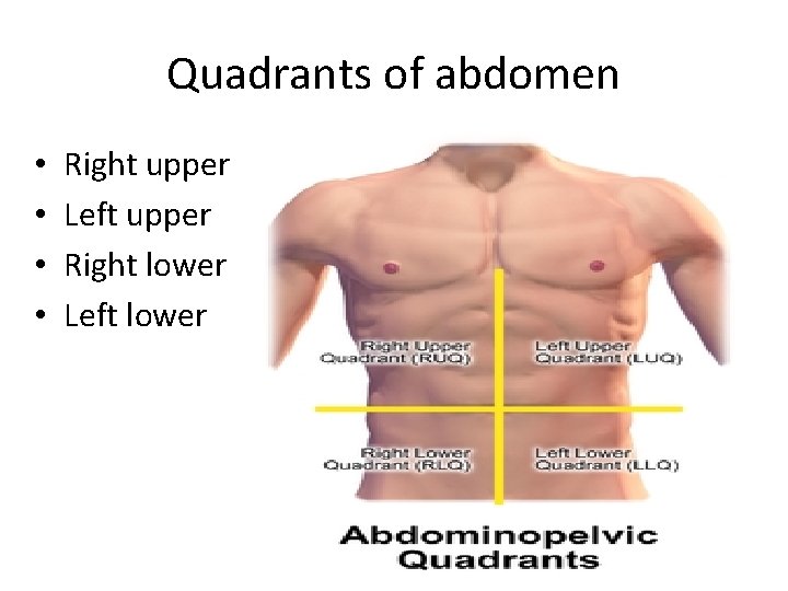 Quadrants of abdomen • • Right upper Left upper Right lower Left lower  Quadrants of abdomen • • Right upper Left upper Right lower Left lower