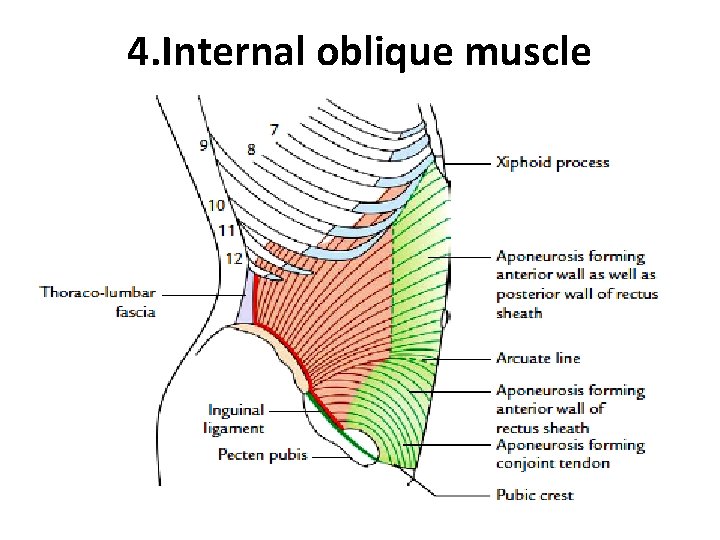 4. Internal oblique muscle  4. Internal oblique muscle