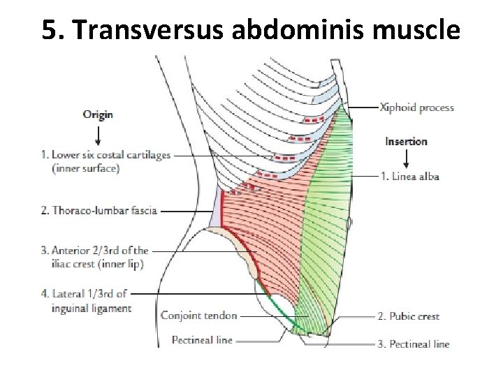 5. Transversus abdominis muscle  5. Transversus abdominis muscle
