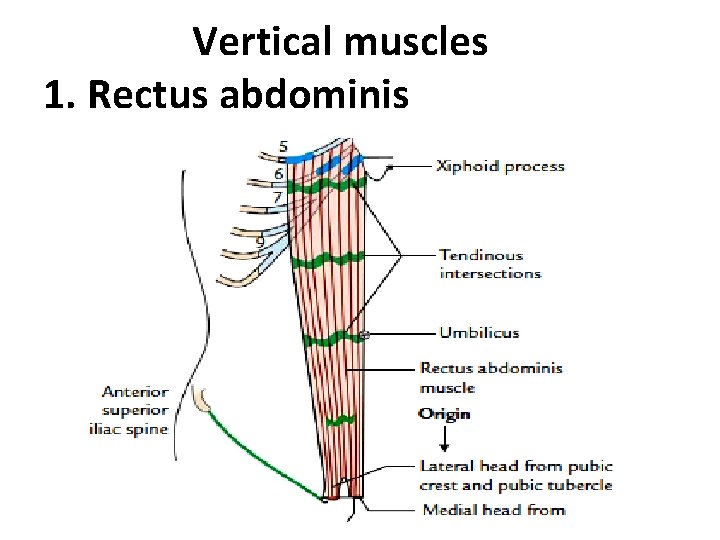 Vertical muscles 1. Rectus abdominis  Vertical muscles 1. Rectus abdominis