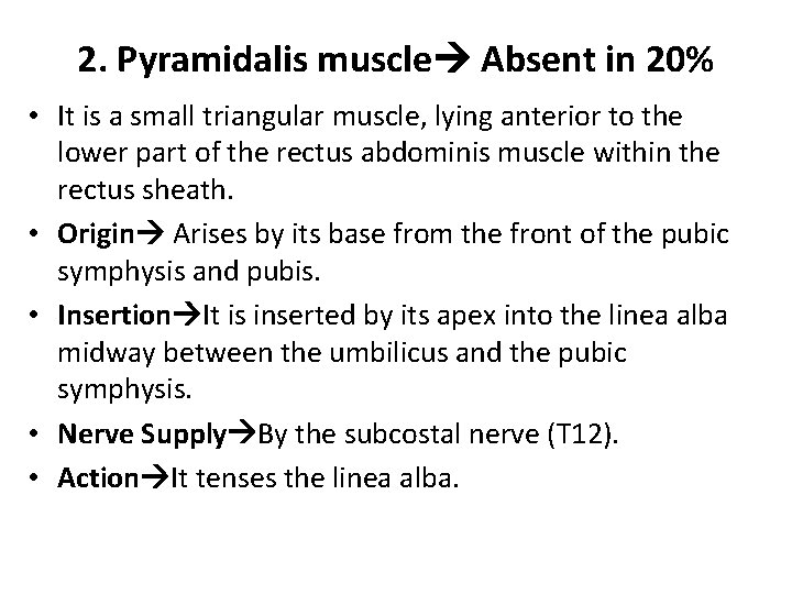 2. Pyramidalis muscle Absent in 20% • It is a small triangular muscle, lying 2. Pyramidalis muscle Absent in 20% • It is a small triangular muscle, lying
