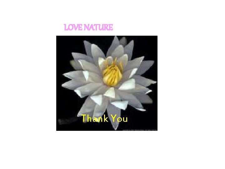 LOVE NATURE Thank You  LOVE NATURE Thank You