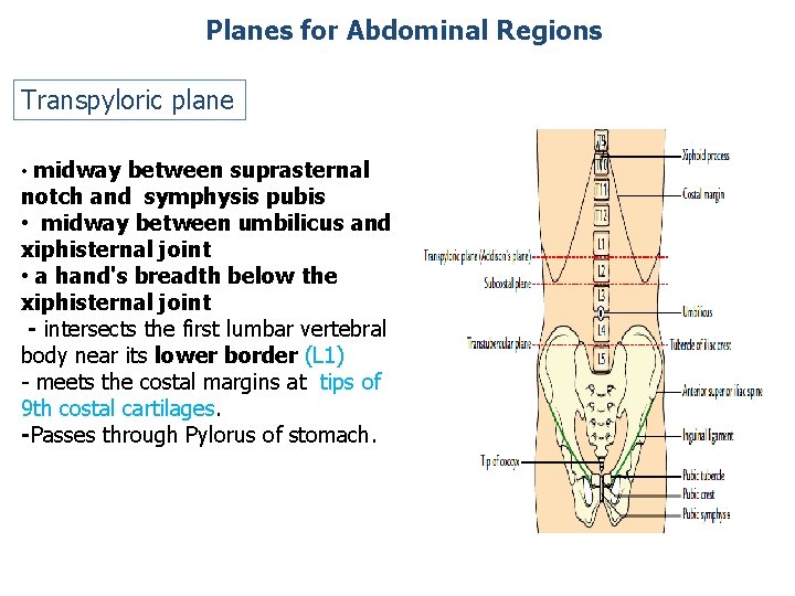 Planes for Abdominal Regions Transpyloric plane • midway between suprasternal notch and symphysis pubis Planes for Abdominal Regions Transpyloric plane • midway between suprasternal notch and symphysis pubis