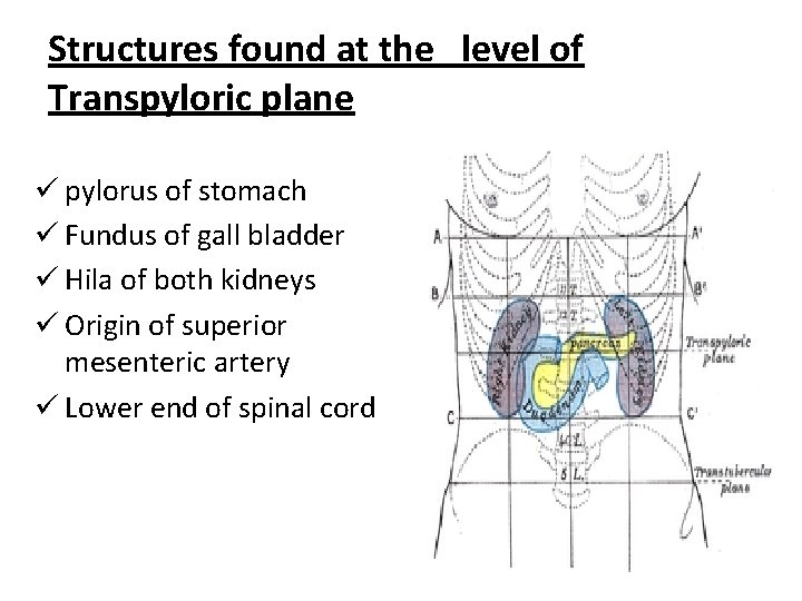 Structures found at the level of Transpyloric plane ü pylorus of stomach ü Fundus Structures found at the level of Transpyloric plane ü pylorus of stomach ü Fundus