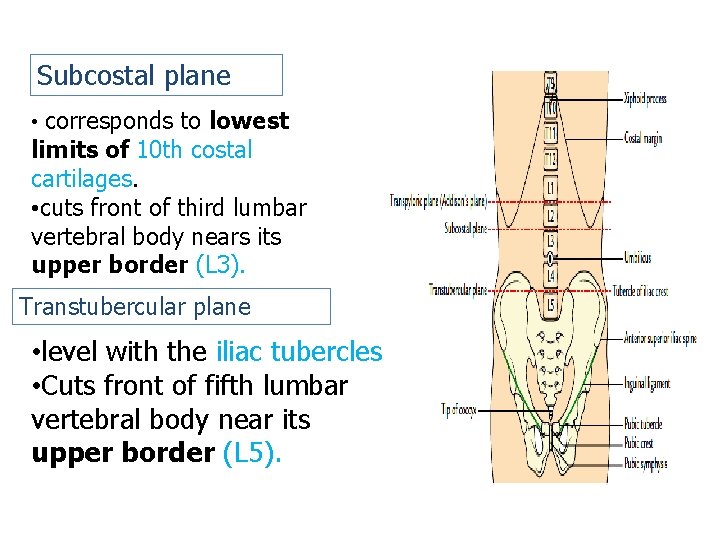 Subcostal plane • corresponds to lowest limits of 10 th costal cartilages. • cuts Subcostal plane • corresponds to lowest limits of 10 th costal cartilages. • cuts