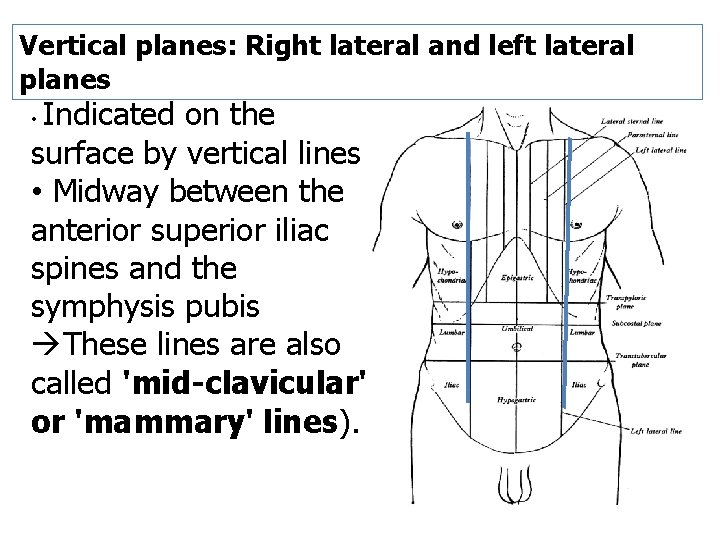 Vertical planes: Right lateral and left lateral planes Indicated on the surface by vertical Vertical planes: Right lateral and left lateral planes Indicated on the surface by vertical