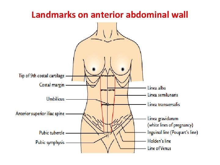 Landmarks on anterior abdominal wall  Landmarks on anterior abdominal wall