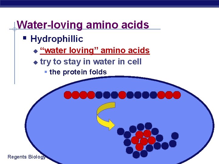 Water-loving amino acids § Hydrophillic “water loving” amino acids u try to stay in