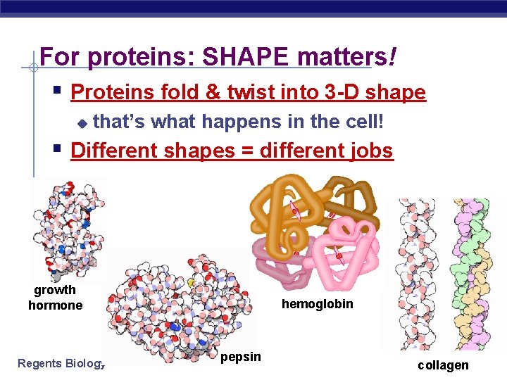 For proteins: SHAPE matters! § Proteins fold & twist into 3 -D shape u For proteins: SHAPE matters! § Proteins fold & twist into 3 -D shape u
