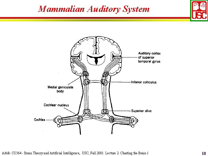 Mammalian Auditory System Arbib: CS 564 - Brain Theory and Artificial Intelligence, USC, Fall