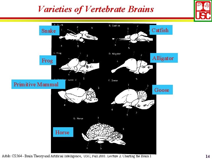 Varieties of Vertebrate Brains Snake Catfish Frog Alligator Primitive Mammal Goose Horse Arbib: CS