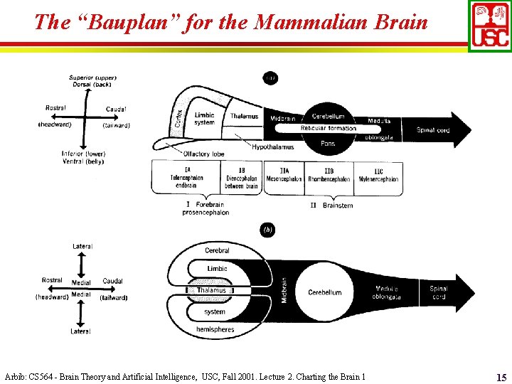 The “Bauplan” for the Mammalian Brain Arbib: CS 564 - Brain Theory and Artificial