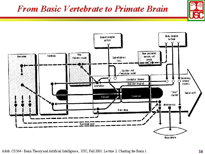 From Basic Vertebrate to Primate Brain Arbib: CS 564 - Brain Theory and Artificial
