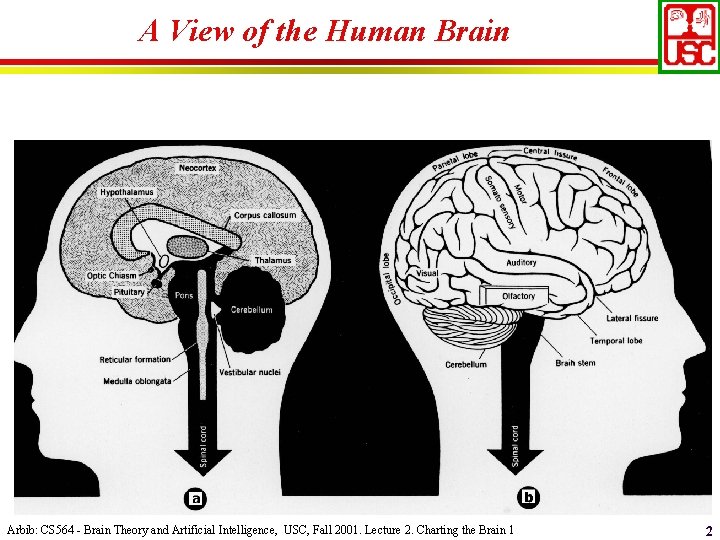 A View of the Human Brain Arbib: CS 564 - Brain Theory and Artificial