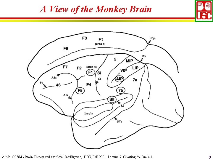 A View of the Monkey Brain Arbib: CS 564 - Brain Theory and Artificial