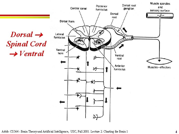 Dorsal Spinal Cord Ventral Arbib: CS 564 - Brain Theory and Artificial Intelligence, USC,