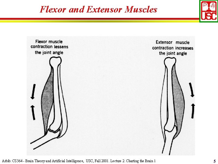 Flexor and Extensor Muscles Arbib: CS 564 - Brain Theory and Artificial Intelligence, USC,