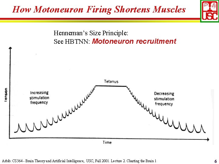 How Motoneuron Firing Shortens Muscles Henneman’s Size Principle: See HBTNN: Motoneuron recruitment Arbib: CS