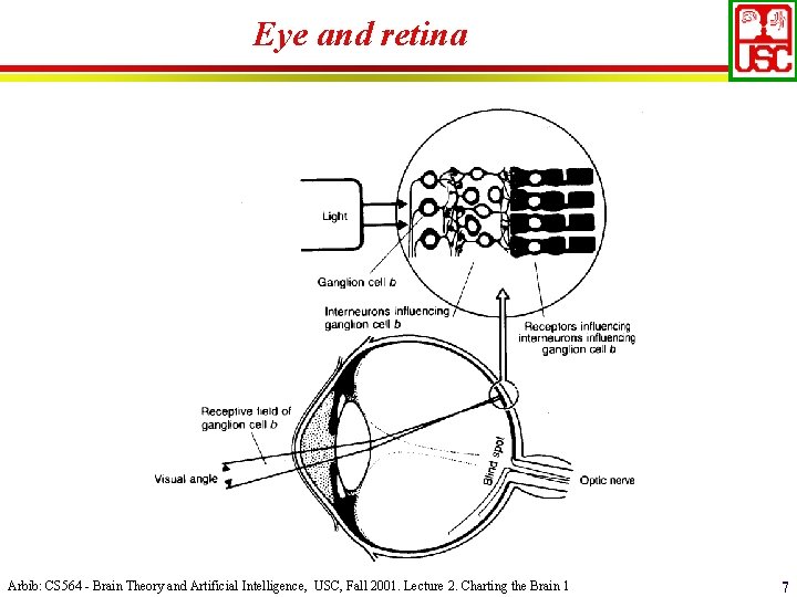 Eye and retina Arbib: CS 564 - Brain Theory and Artificial Intelligence, USC, Fall