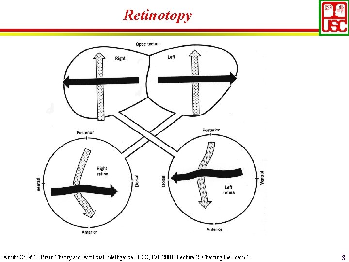 Retinotopy Arbib: CS 564 - Brain Theory and Artificial Intelligence, USC, Fall 2001. Lecture