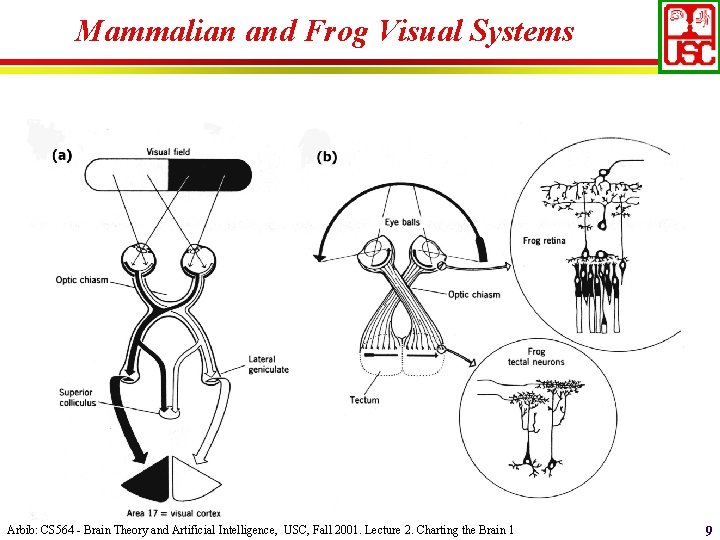 Mammalian and Frog Visual Systems Arbib: CS 564 - Brain Theory and Artificial Intelligence,