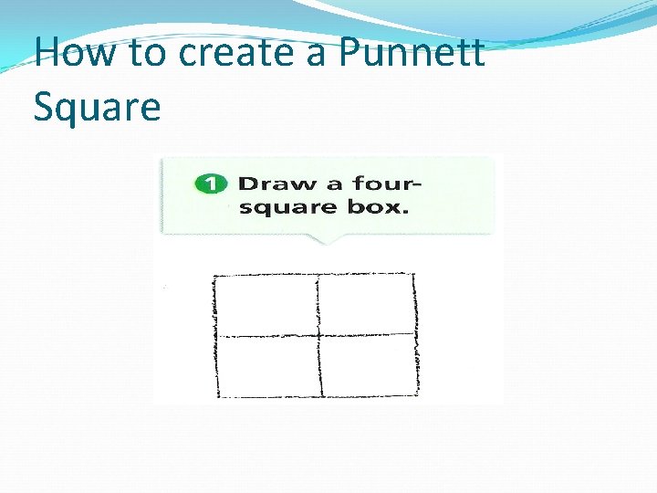 How to create a Punnett Square 