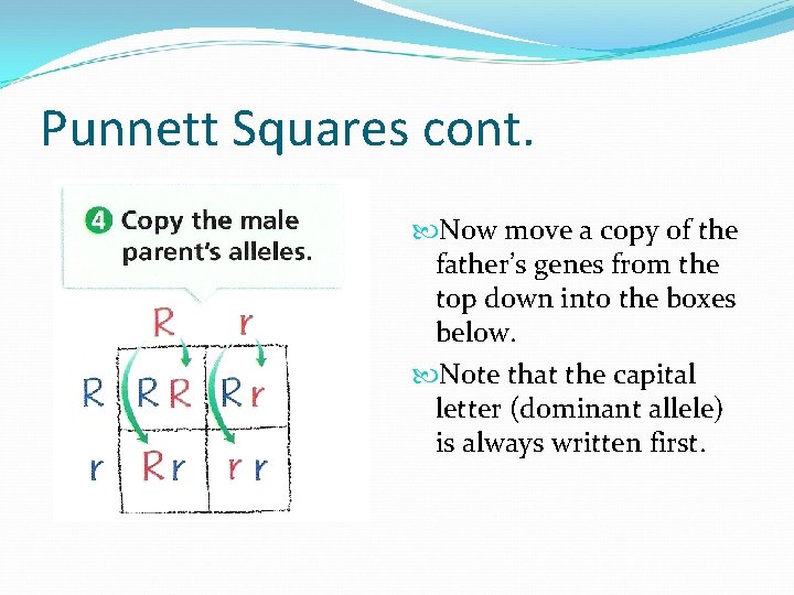 Punnett Squares cont. Now move a copy of the father’s genes from the top