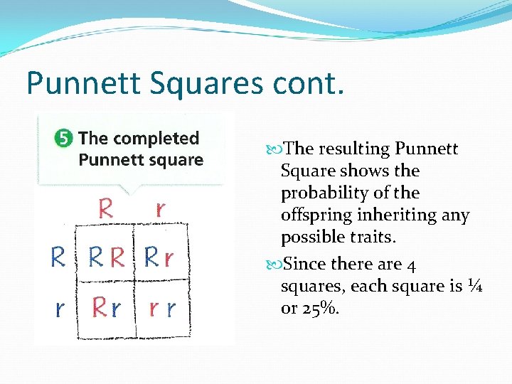 Punnett Squares cont. The resulting Punnett Square shows the probability of the offspring inheriting