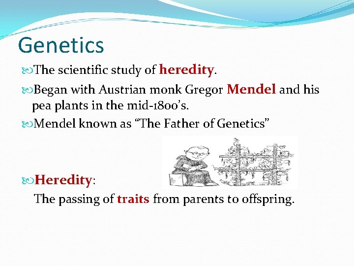 Genetics The scientific study of heredity. Began with Austrian monk Gregor Mendel and his