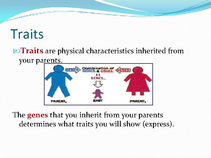 Traits are physical characteristics inherited from your parents. The genes that you inherit from