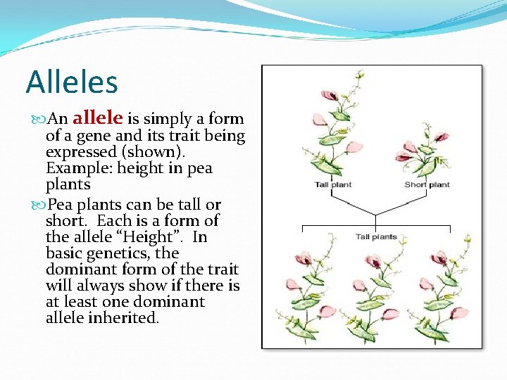 Alleles An allele is simply a form of a gene and its trait being