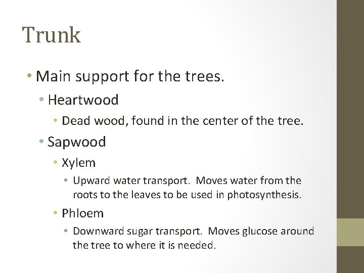 Trunk • Main support for the trees. • Heartwood • Dead wood, found in