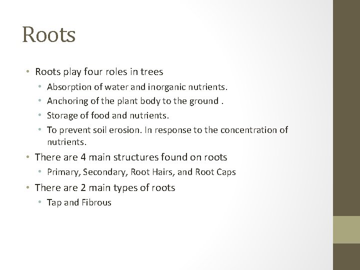 Roots • Roots play four roles in trees • • Absorption of water and
