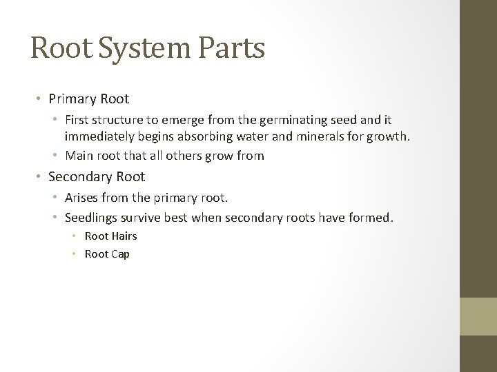 Root System Parts • Primary Root • First structure to emerge from the germinating
