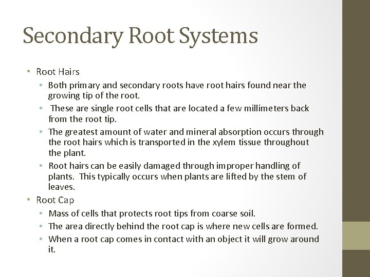 Secondary Root Systems • Root Hairs • Both primary and secondary roots have root