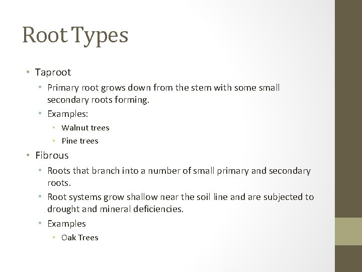 Root Types • Taproot • Primary root grows down from the stem with some
