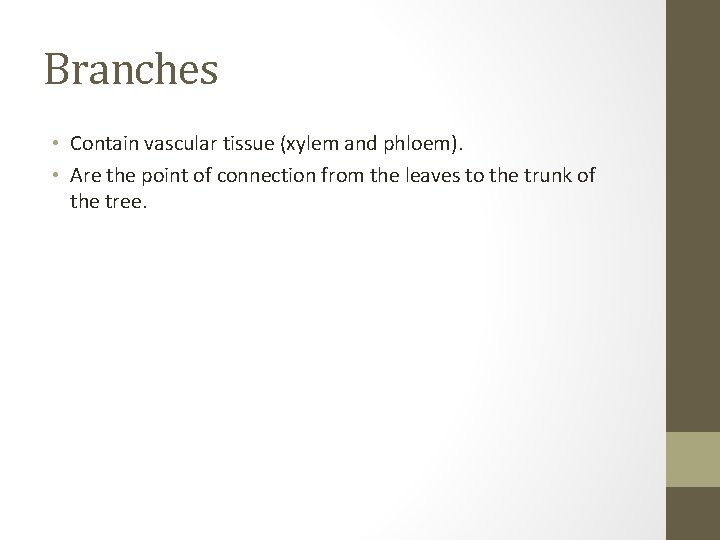 Branches • Contain vascular tissue (xylem and phloem). • Are the point of connection