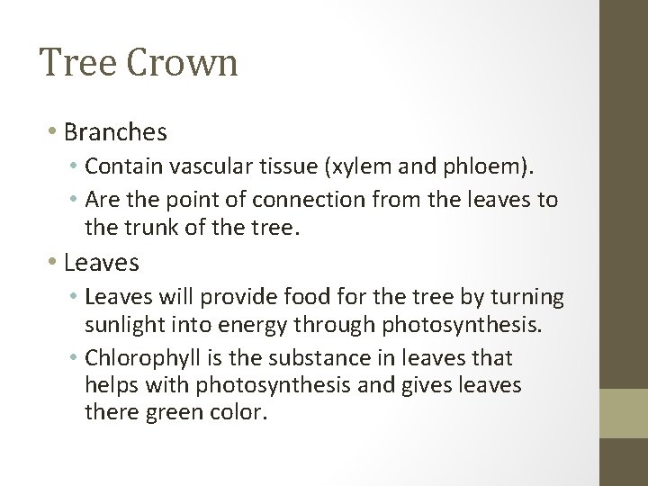 Tree Crown • Branches • Contain vascular tissue (xylem and phloem). • Are the