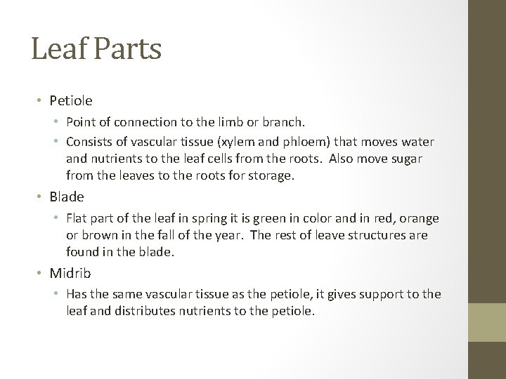 Leaf Parts • Petiole • Point of connection to the limb or branch. •