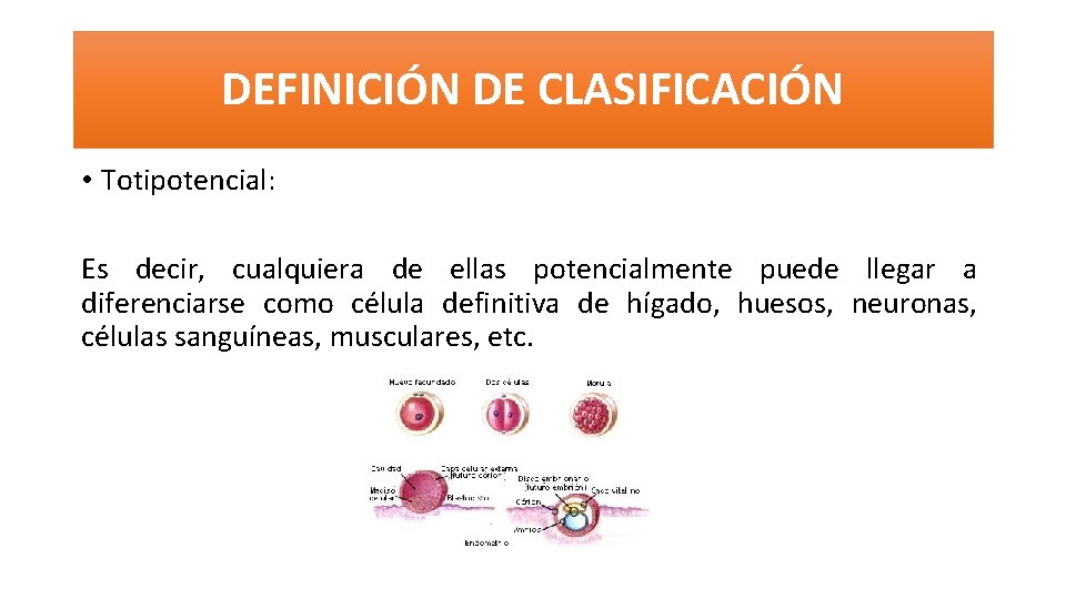 DEFINICIÓN DE CLASIFICACIÓN • Totipotencial: Es decir, cualquiera de ellas potencialmente puede llegar a