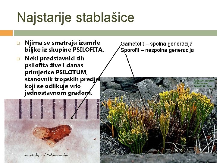 Najstarije stablašice Njima se smatraju izumrle biljke iz skupine PSILOFITA. Neki predstavnici tih psilofita