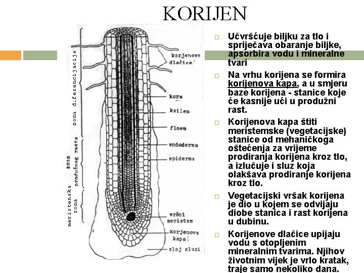 KORIJEN Učvršćuje biljku za tlo i spriječava obaranje biljke, apsorbira vodu i mineralne tvari