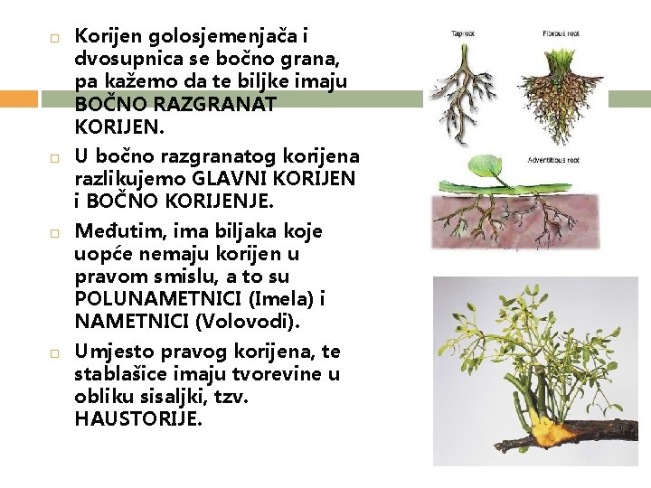  Korijen golosjemenjača i dvosupnica se bočno grana, pa kažemo da te biljke imaju