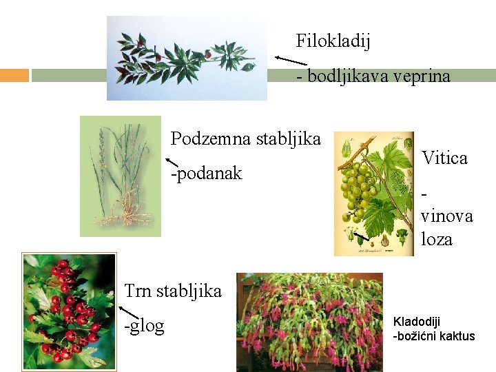 Filokladij - bodljikava veprina Podzemna stabljika -podanak Vitica vinova loza Trn stabljika -glog Kladodiji