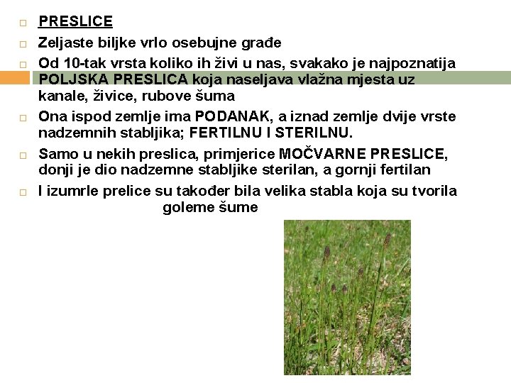  PRESLICE Zeljaste biljke vrlo osebujne građe Od 10 -tak vrsta koliko ih živi