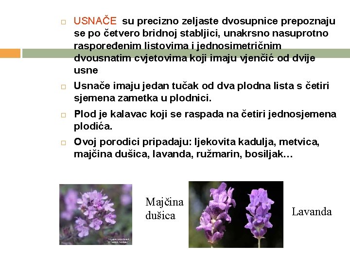  USNAČE su precizno zeljaste dvosupnice prepoznaju se po četvero bridnoj stabljici, unakrsno nasuprotno