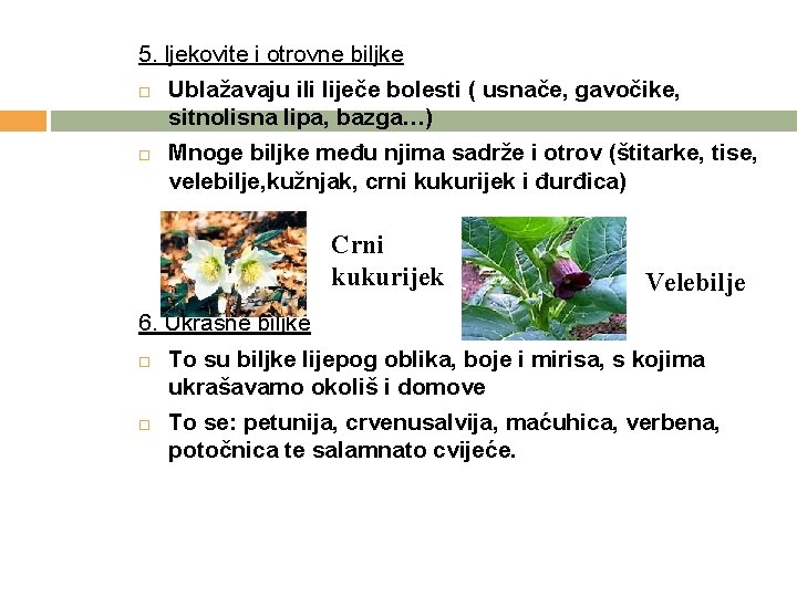 5. ljekovite i otrovne biljke Ublažavaju ili liječe bolesti ( usnače, gavočike, sitnolisna lipa,