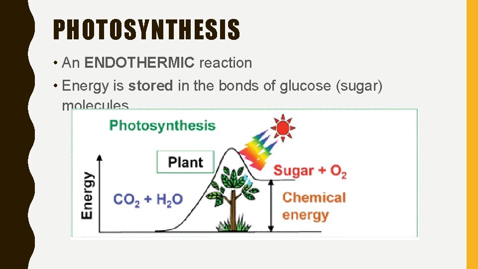 PHOTOSYNTHESIS • An ENDOTHERMIC reaction • Energy is stored in the bonds of glucose